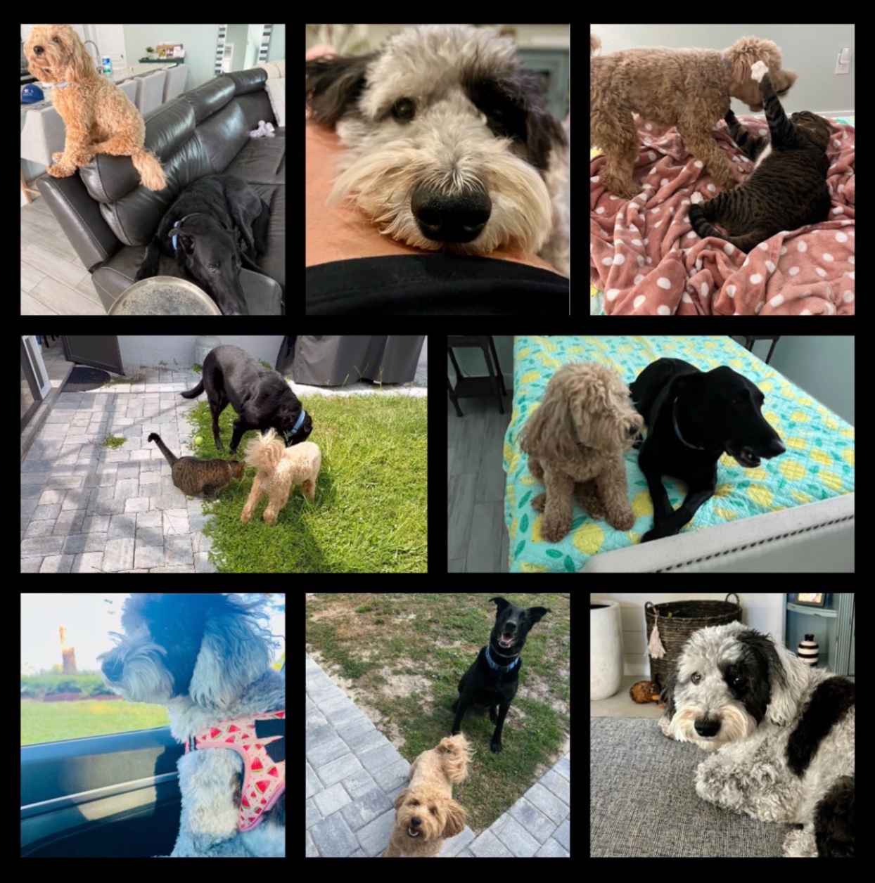 Almost overnight pet care