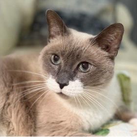 Siamese cat close-up
