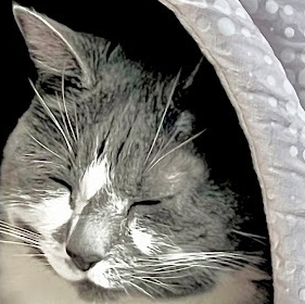 Grey tabby sleeping