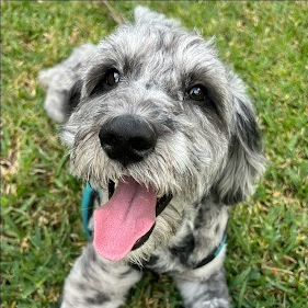 Happy grey schnauzer dog