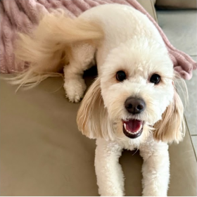 Cream poodle mix smiling