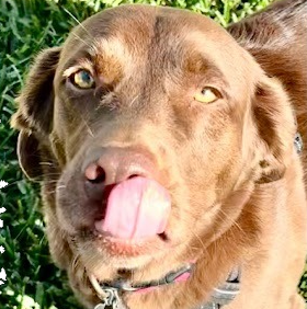 Chocolate lab licking nose