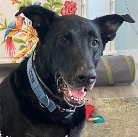 Black lab smiling