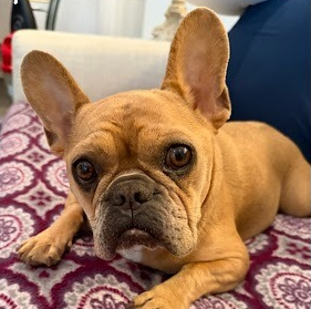 French bulldog relaxing