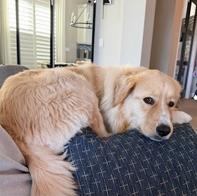 Golden retriever on couch