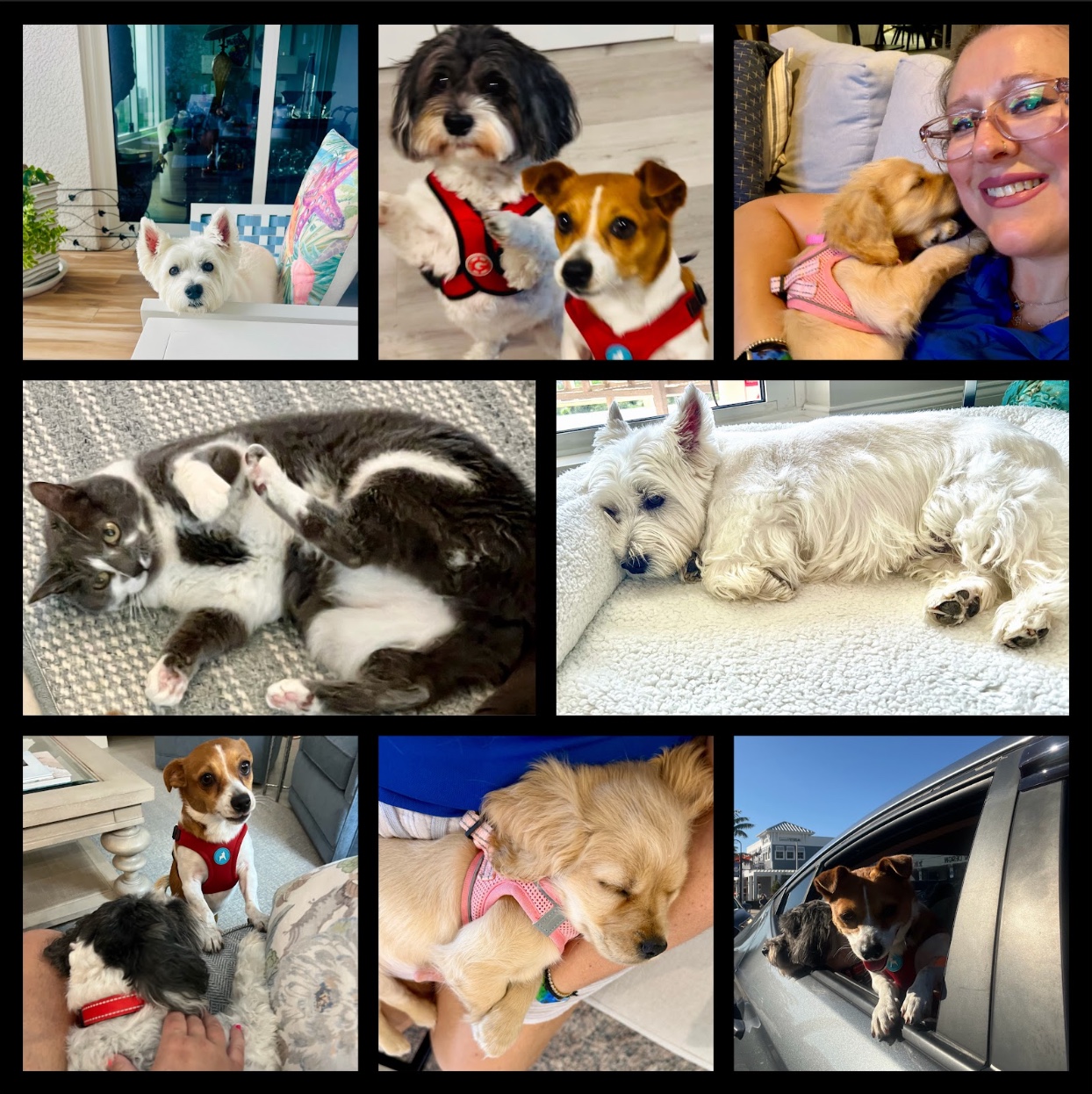 Happy pets in our care