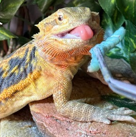 Bearded dragon with tongue out