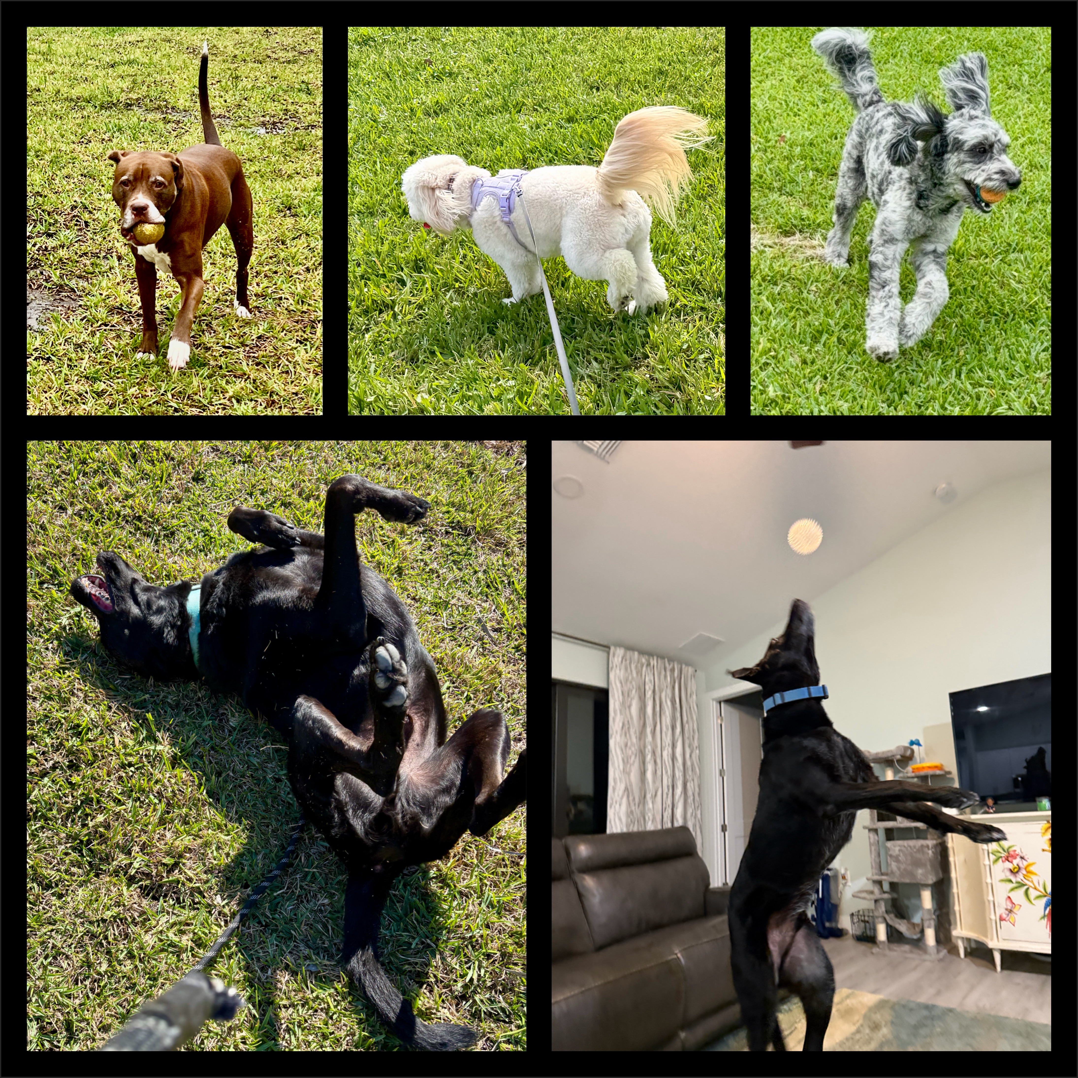 Play and stimulation for pets