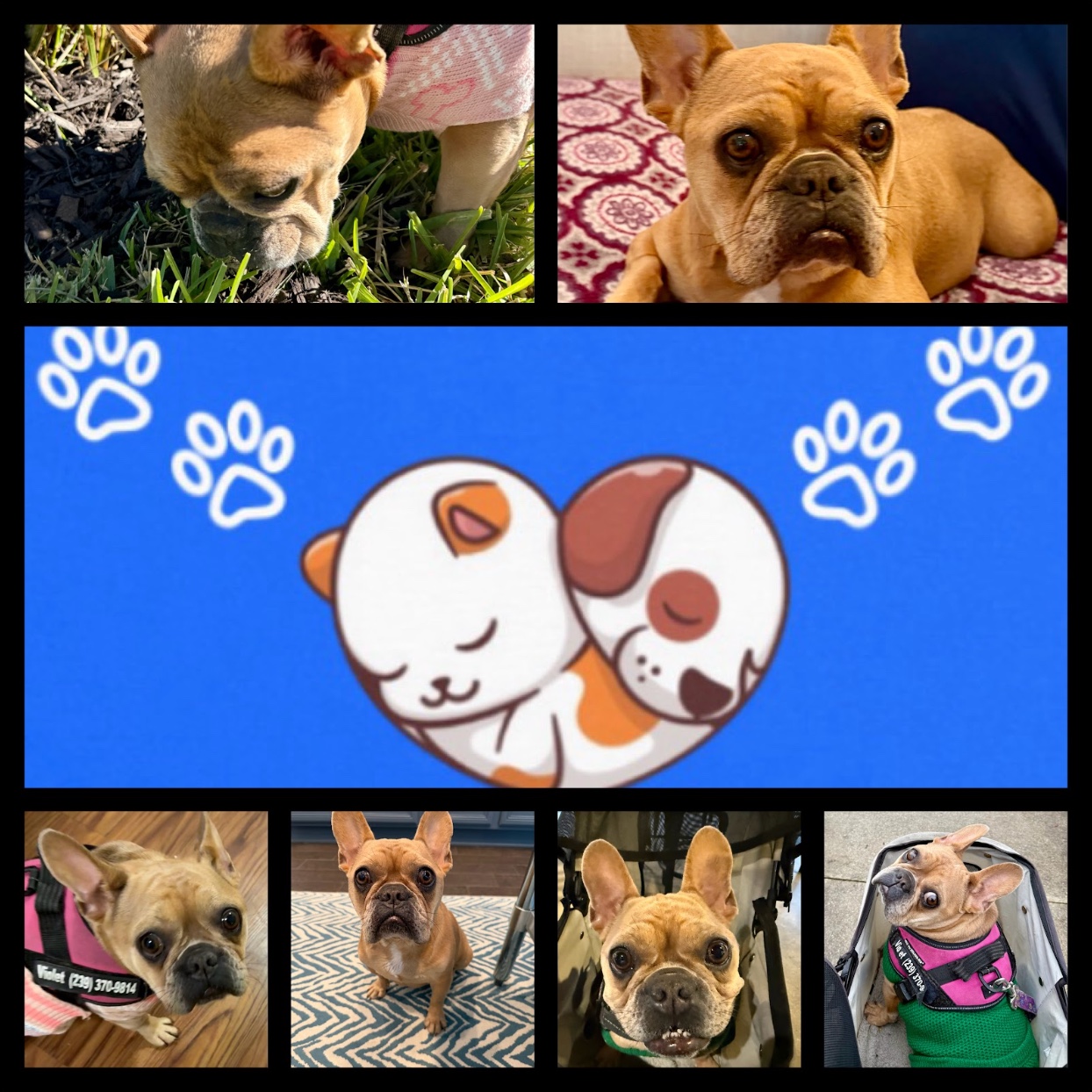 Violet the French Bulldog